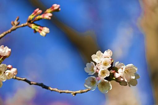 ソメイヨシノの花 ソメイヨシノの花の写真