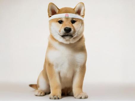 鉢巻の柴犬_AS000004の写真