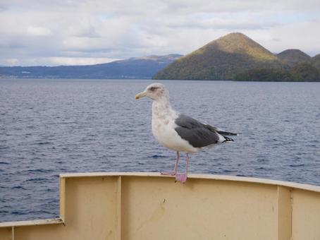 セグロカモメ セグロカモメ セグロカモメ,かもめ,鳥の写真素材