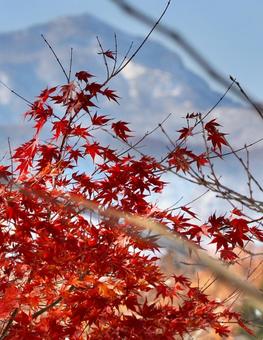 雪　紅葉　妙高山 空,晴天,眺めの写真素材