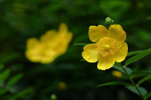 金色に輝く梅の花 金色に輝く梅の花 キンシバイ,花,オトギリソウ科の植物の写真素材