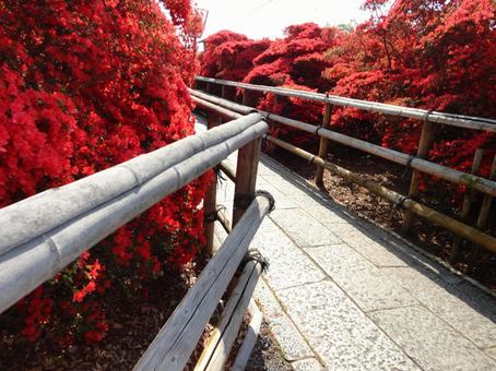 Vividly blooming azalea flowers (close-up), JPG Vividly blooming azalea flowers (close-up), JPG