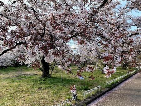 桜 桜の写真