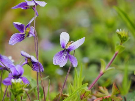 綺麗に咲くすみれ すみれ,花,パープルの写真素材