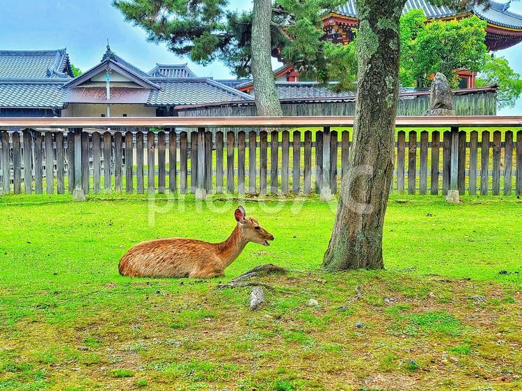 奈良公園の鹿(奈良県) 奈良公園,鹿,シカの写真素材