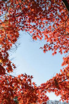 秋の気配・青空に映える色づく紅葉 紅葉,秋,モミジの写真素材
