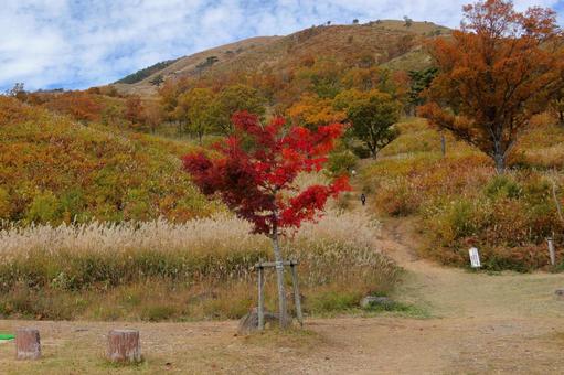 秋の深入山にレクリエーション-2 秋の深入山にレクリエーション-2 秋の山,ススキ,モミジの写真素材
