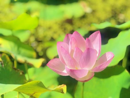 ハスの花 ハスの花の写真