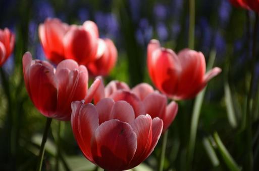 Red Tulips 2, JPG Red Tulips 2, JPG