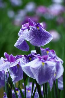 Bloom as a cocoon, JPG Bloom as a cocoon, plant, natural, flower, JPG