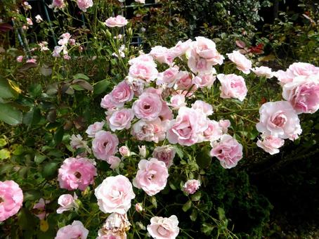 バラ園でたくさん開花したピンク色のバラ バラ,花,植物の写真素材
