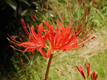 ヒガンバナ・彼岸花 ヒガンバナ・彼岸花 ヒガンバナ・彼岸花,クローズアップ,壁紙の写真素材