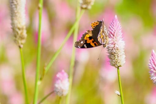 アカタテハ(50) アカタテハ(50)の写真