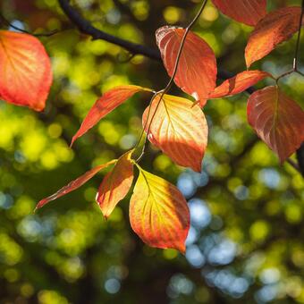 紅葉したハナミズキ 紅葉,ハナミズキ,赤の写真素材
