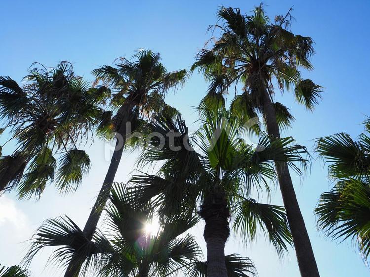 ヤシの木と朝日 ヤシの木,フェニックス,太陽の写真素材
