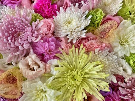 カラフルな菊の花 カラフルな菊の花の写真