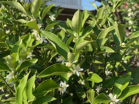 金柑の花 柑橘類 白い花 キンカン 金柑の花 柑橘類 白い花 キンカンの写真