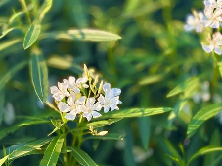 White Oleander 2, JPG