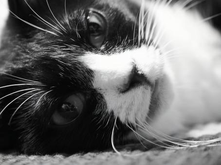 モノクロの寝転ぶ猫 モノクロの寝転ぶ猫 猫,寝転ぶ,ペットの写真素材
