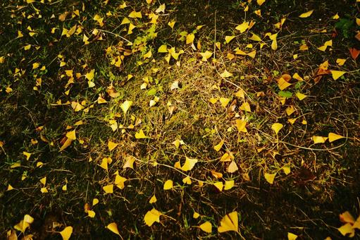 木漏れ日当るイチョウの落ち葉 イチョウ,落ち葉,木漏れ日の写真素材