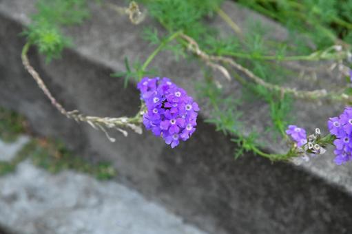 バーベナの写真