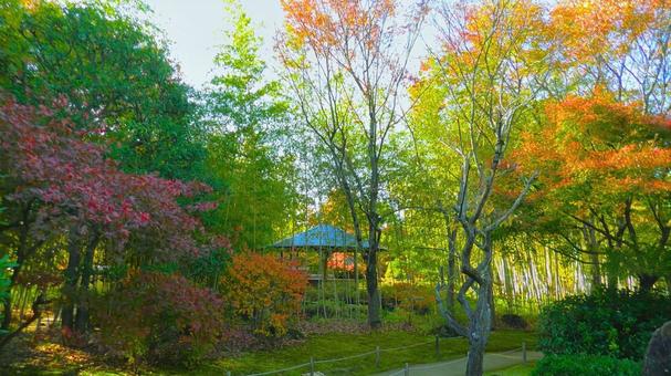 姫路城 好古園34 紅葉,秋,竹林の写真素材