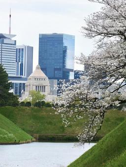 The National Diet Building and cherry blossoms, JPG The National Diet Building and cherry blossoms, JPG