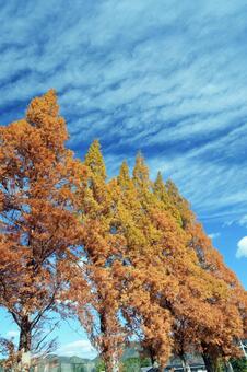 街路樹　　鋳銭司 街路樹,並木,樹木の写真素材