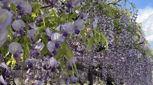 Wisteria trellis at Kameido Tenjin Shrine⑤, JPG