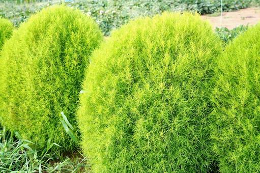 Photo, kokia, horakisa, green, 