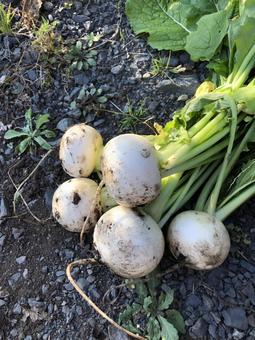 Fresh turnip Fresh turnip