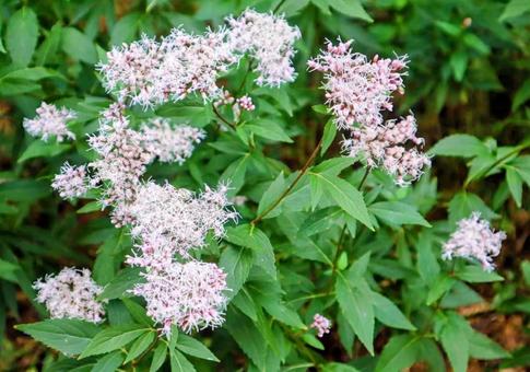 ユーパトリューム ユーパトリュームの写真