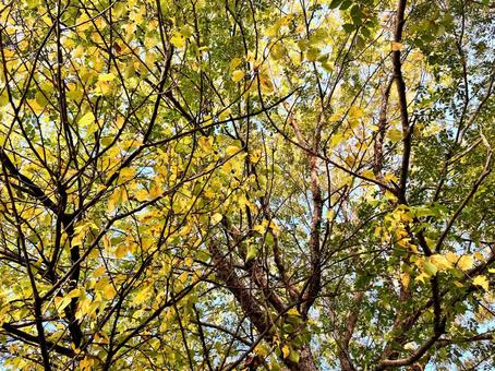 紅葉した木々 木,植物,樹木の写真素材