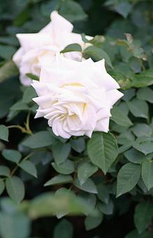 Aramaki Rose Garden 143 Tineke, JPG