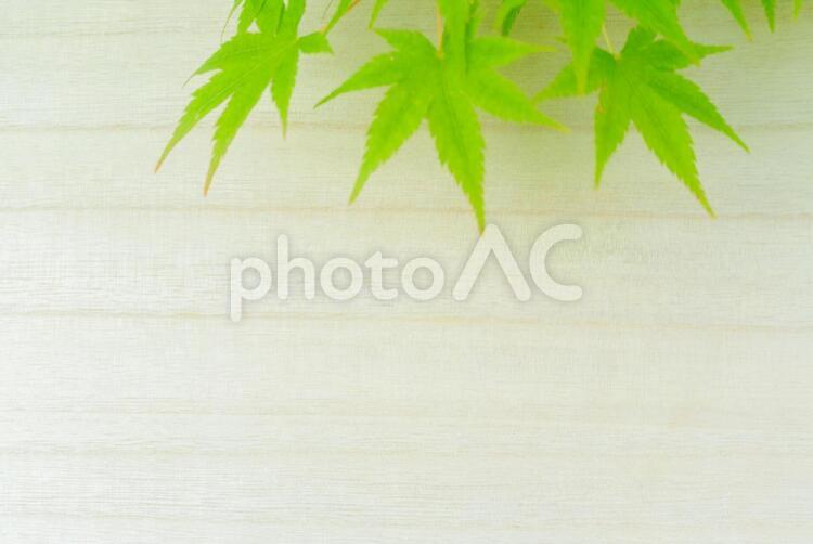木材と新緑のテクスチャ 木,木材,新緑の写真素材