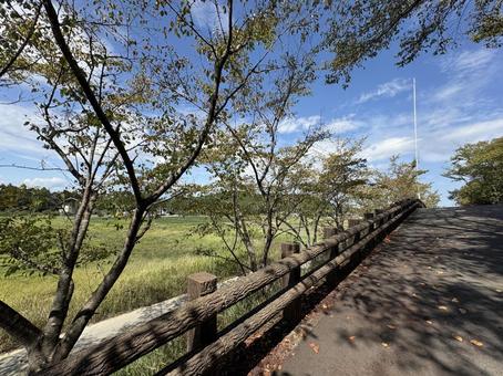木柵に寄り添う小道 木柵に寄り添う小道 並木道,田舎,風景の写真素材