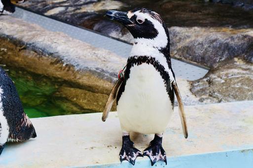 Penguin 2, JPG Penguin 2, JPG