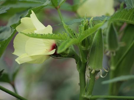 処暑過ぎの横浜市北部のオクラの花と実 処暑過ぎの横浜市北部のオクラの花と実 オクラ,夏野菜,アオイ科の写真素材