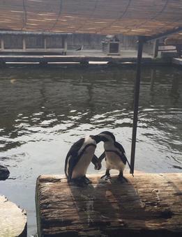 ペンギン ペンギンの写真