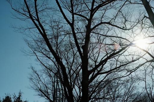 木漏れ日 木,日光,太陽の写真素材