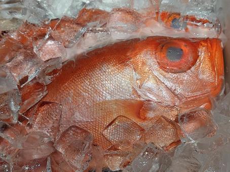 キントキダイ キントキダイ 魚,魚屋,スーパーの写真素材
