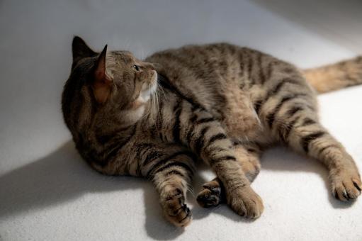 横たわるキジトラ猫 横たわるキジトラ猫の写真