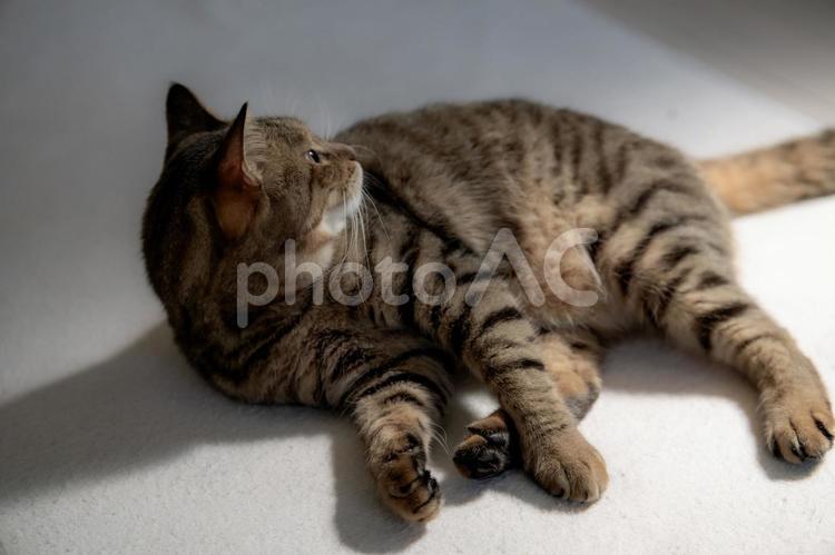 横たわるキジトラ猫 猫,キジトラ,横たわるの写真素材