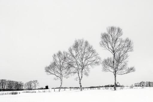 冬の雪原に浮かぶシラカバの枝ぶり シラカバ,白樺,冬の写真素材
