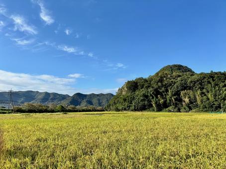 稲穂と青空 稲穂と青空 稲穂,秋,稲作の写真素材
