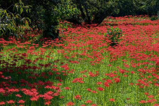 満開の彼岸花 満開の彼岸花 ヒガンバナ,曼珠沙華,赤い花の写真素材