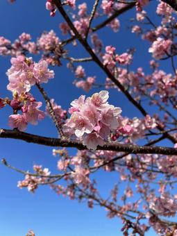 今年も会えたね、春一番の桜 河津桜,春の訪れ,お花見の写真素材