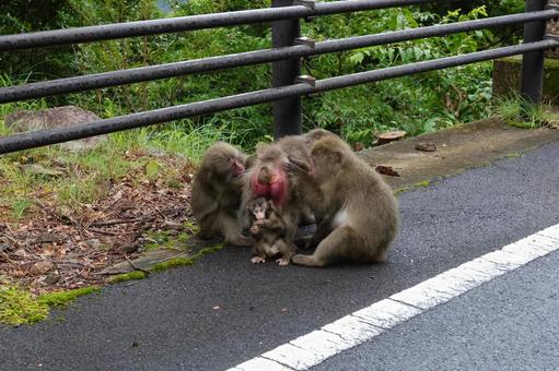 ヤクザルの写真