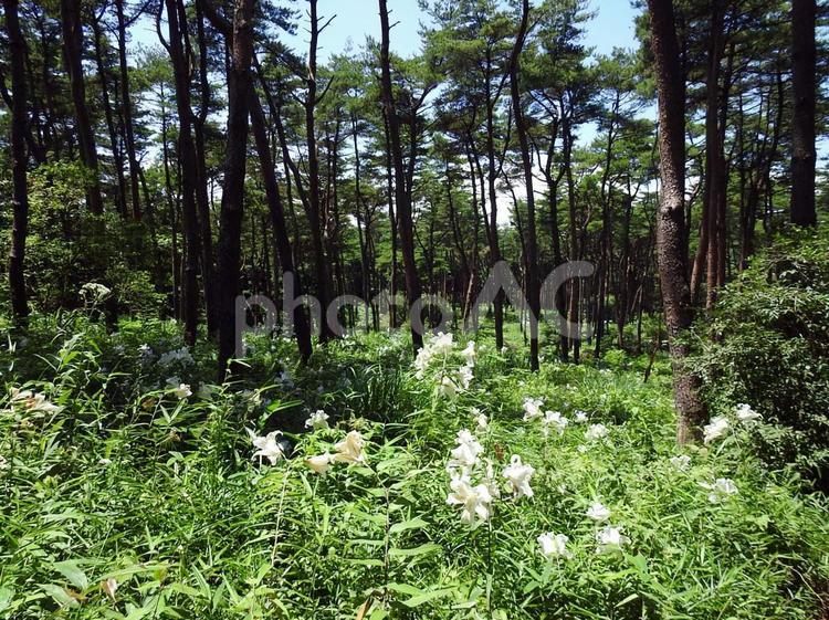 万葉の森のヤマユリ群生 ヤマユリ,昭和万葉の森,ユリの写真素材