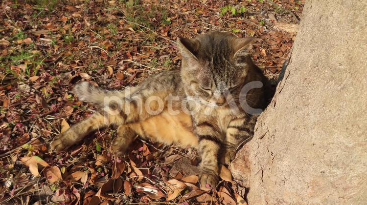 日向ぼっこが日課のカワイイ眠り猫 猫,キジトラ,昼寝の写真素材